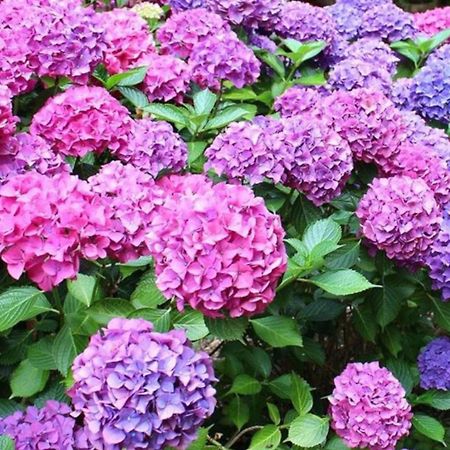 La Casita De Las Hortensias Ortigosa del Monte Bagian luar foto