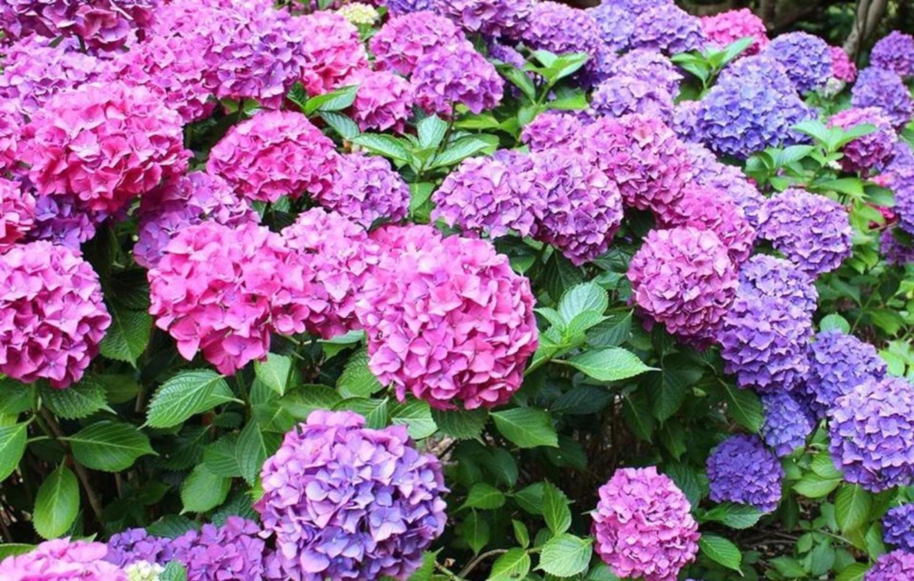 La Casita De Las Hortensias Ortigosa del Monte Bagian luar foto